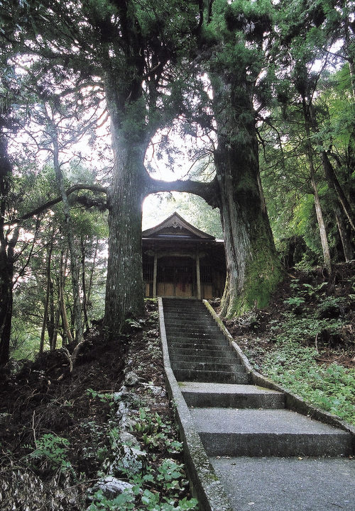 鳥居杉