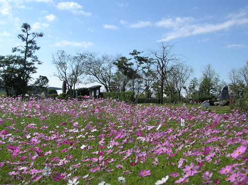 47 貫之邸コスモス