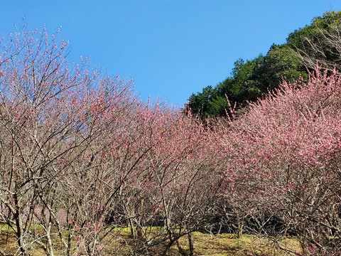 才谷