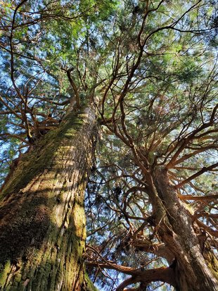 鳥居杉2