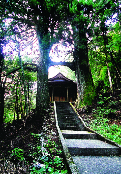 鳥居杉