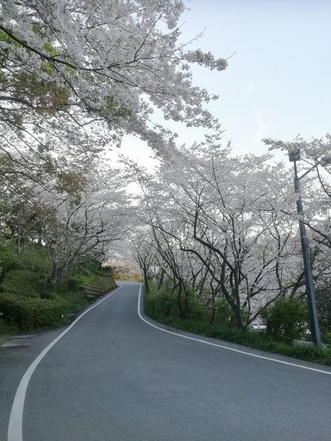 岡豊山桜画像(4)