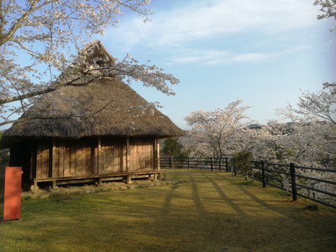 岡豊山桜画像(3)