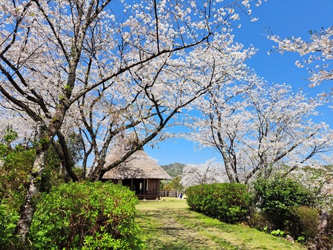 山村民家と桜