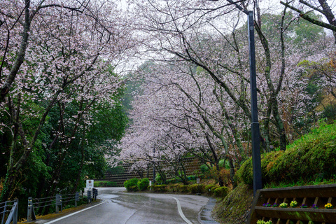 岡豊山さくら