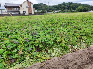土壌