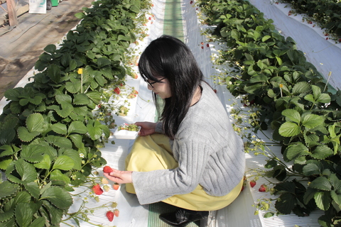 いちご狩り写真