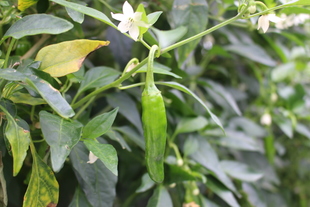 シシトウハウス