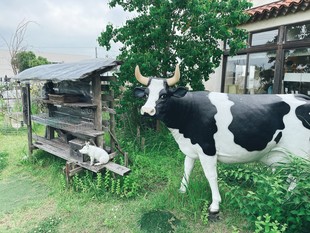 トリトン良心市