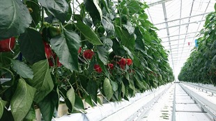 パプリカ赤ハウス内