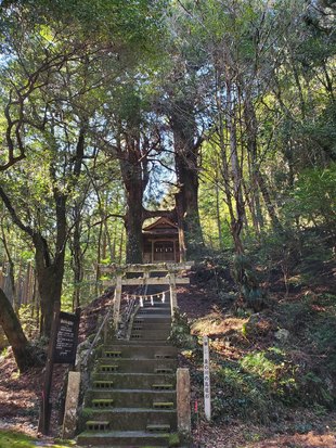 鳥居杉1
