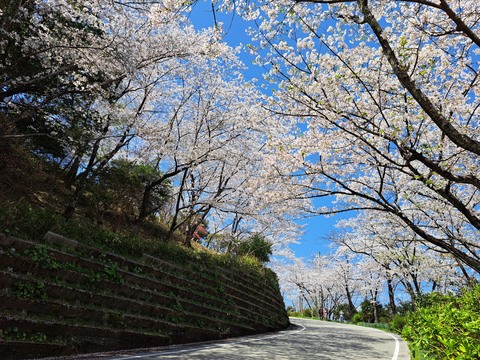 岡豊山桜