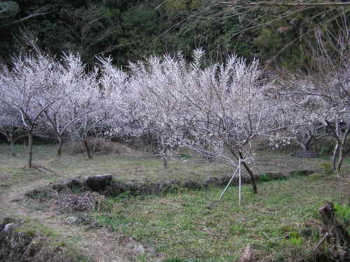 白木谷の梅林