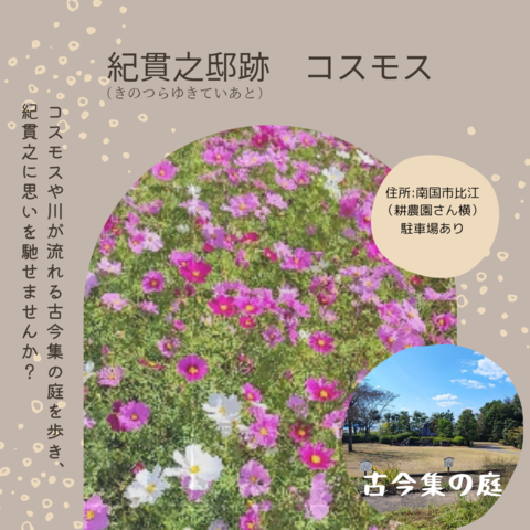 チラシ裏