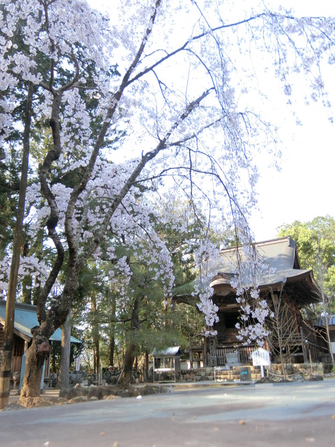 国分寺　桜