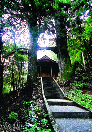 鳥居杉