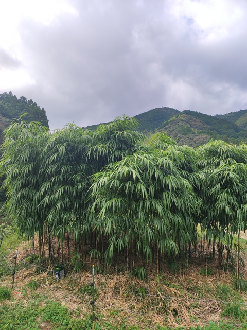 四方竹
