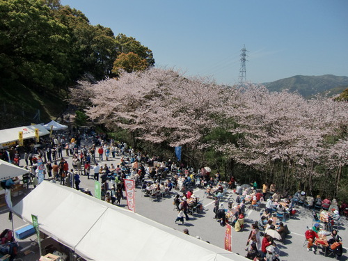 43 岡豊山さくらまつり