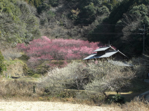 49 才谷竜馬公園梅