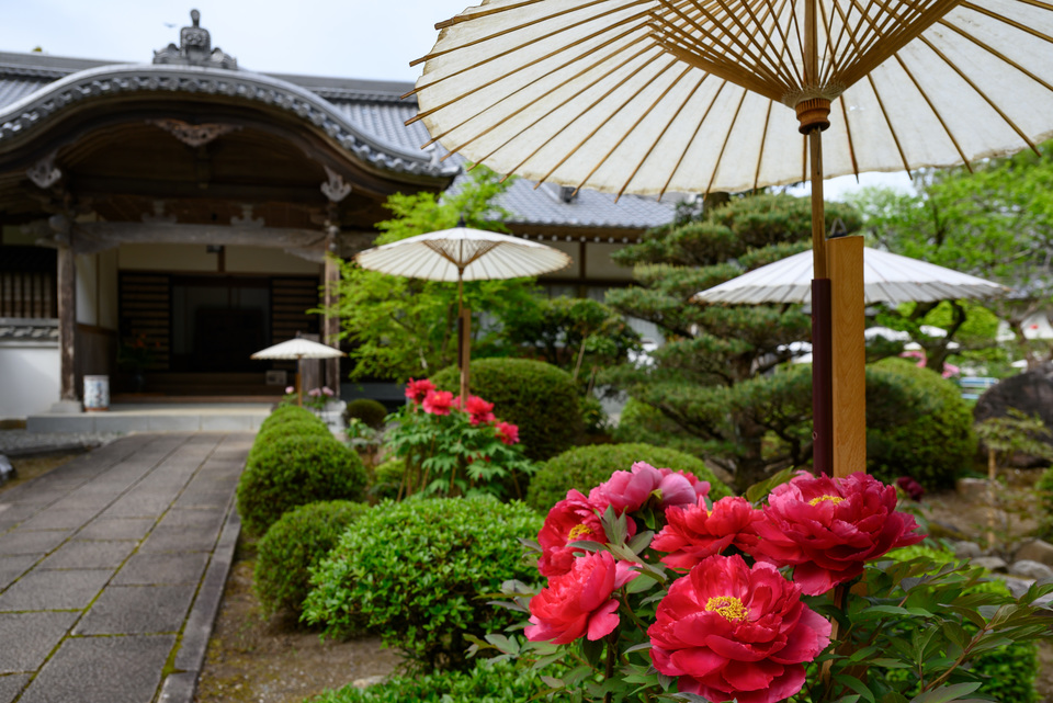 9　国分寺の牡丹