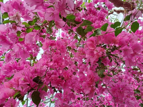 ブーゲンビリア