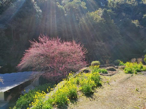 白木谷　赤梅と菜の花