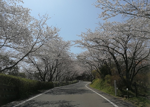 岡豊山桜画像(2)
