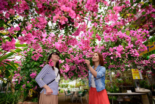 ブーゲンビリア