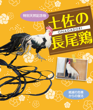 オナガドリ表紙
