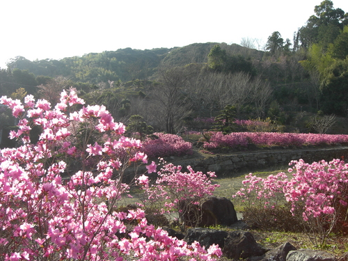 06　長畝古墳公園のツツジ