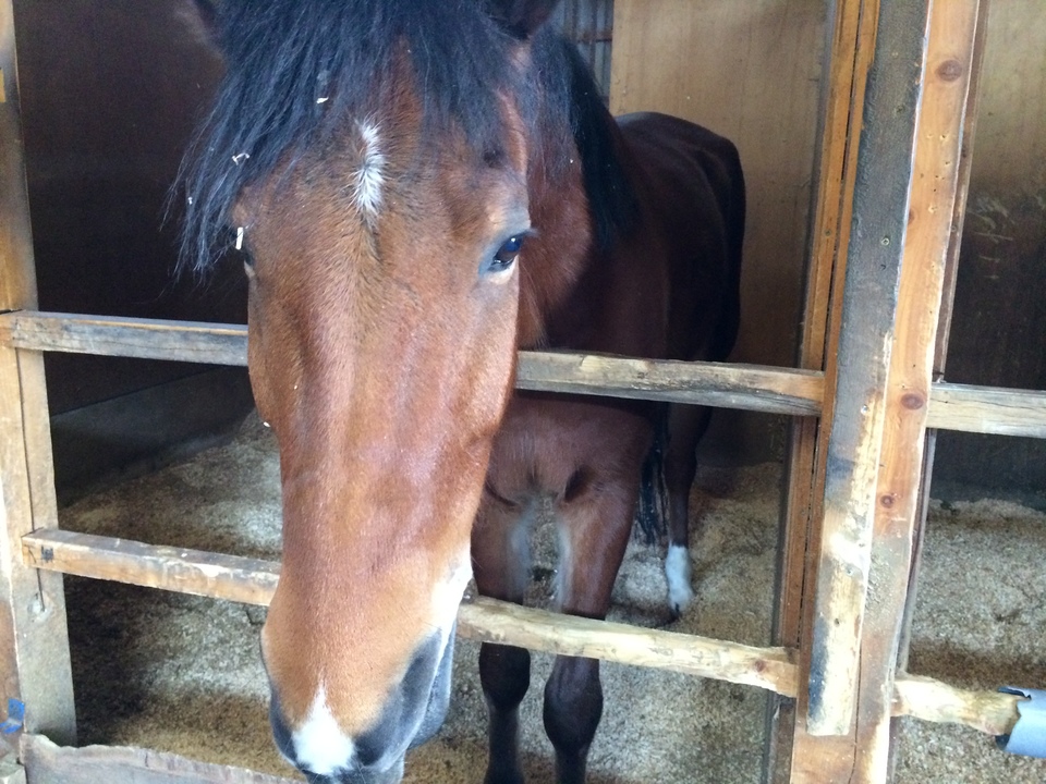 05　ホースパーク