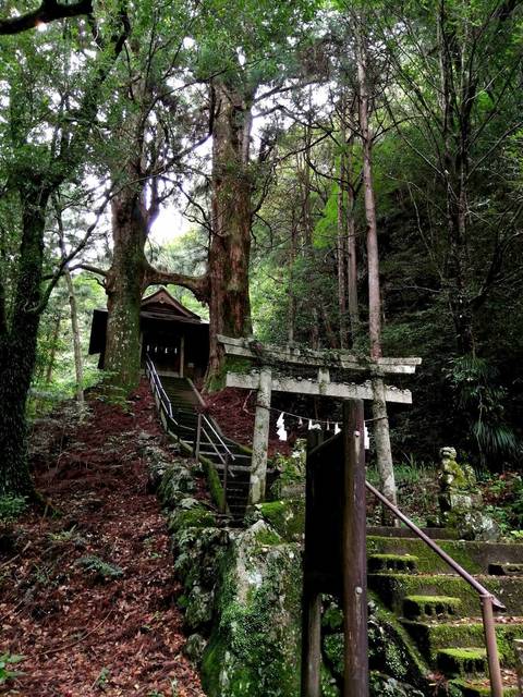 鳥居杉