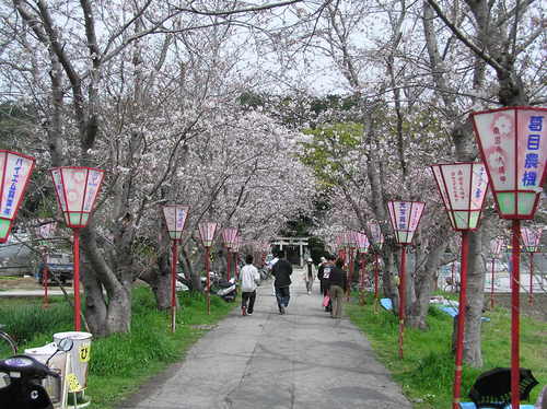 14　貫之さくらまつり
