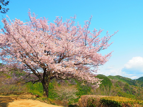 一般の方より借物写真