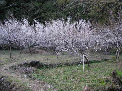 白木谷の梅林の写真