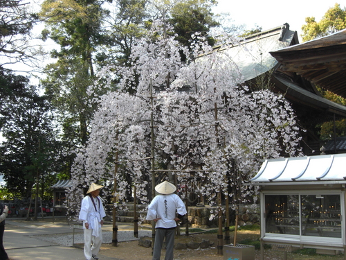 9　国分寺のしだれ桜.