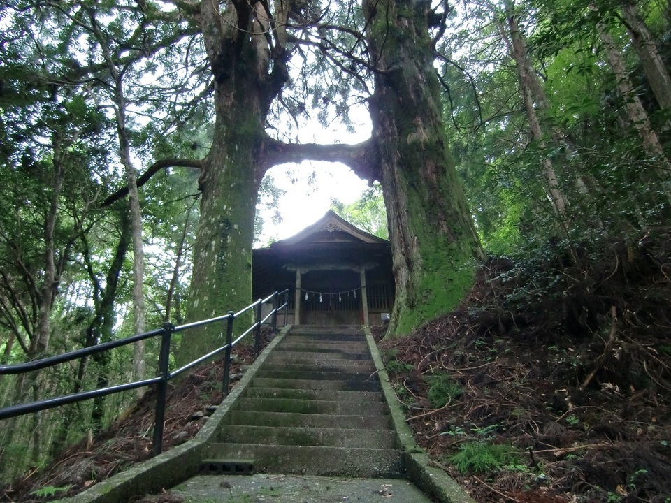 鳥居杉の写真