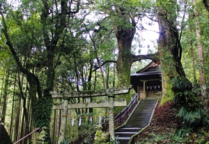 鳥居杉写真