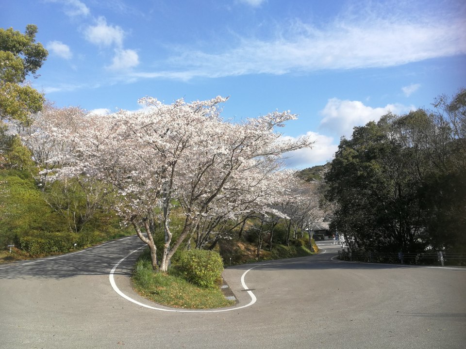 岡豊山桜画像(1)